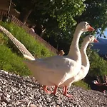 Nocleg ze śniadaniem Le Ortensie -lago Di Lierna
