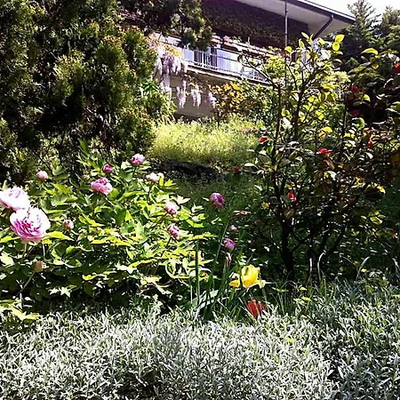 Le Ortensie -lago Di Lierna