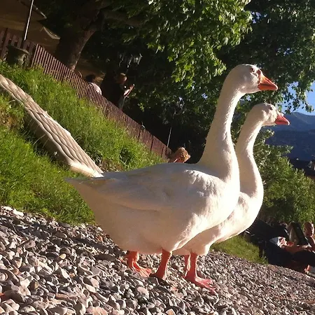 Bed & Breakfast Le Ortensie -lago Di Como Lierna