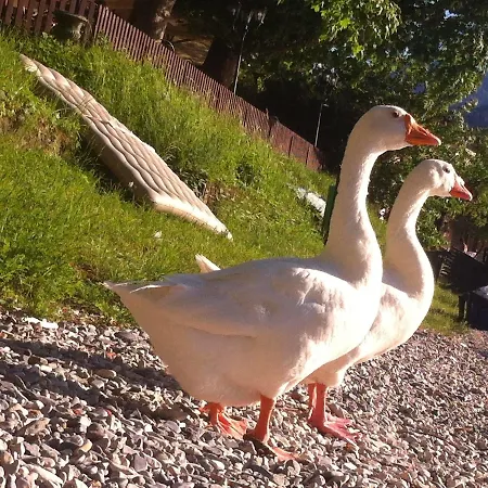 Le Ortensie -lago Di