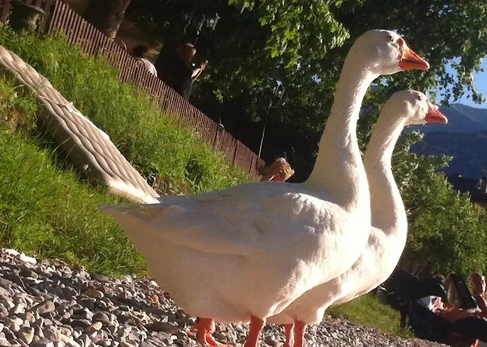 Bed & Breakfast Le Ortensie -lago Di Lierna