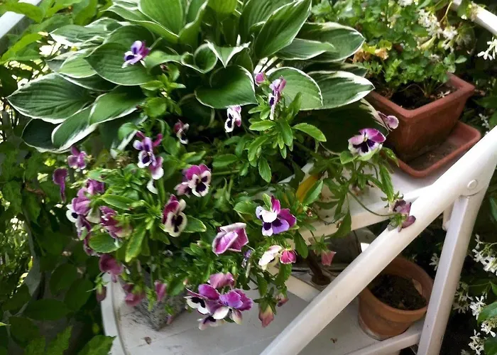 Le Ortensie -lago Di Lierna