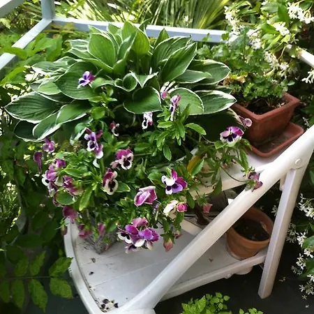 Bed and Breakfast Le Ortensie -lago Di 3*