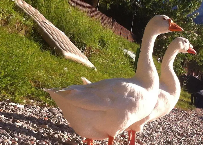 Le Ortensie -lago Di