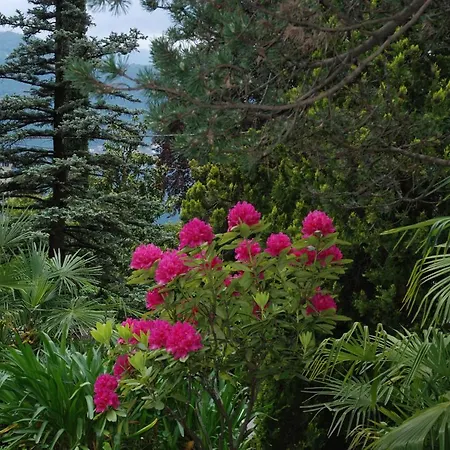 Le Ortensie -lago Di Frühstückspension Lierna